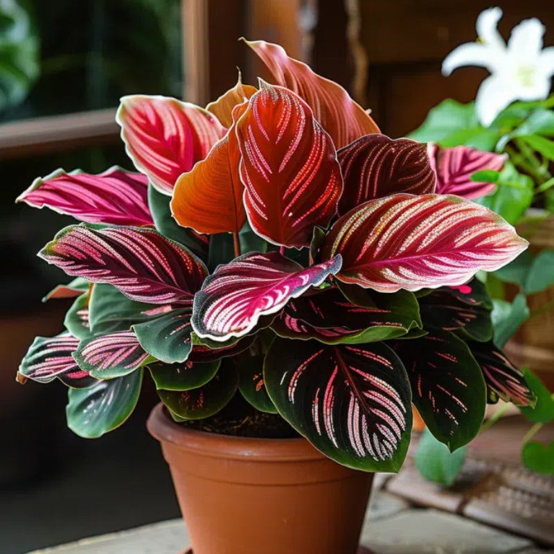 Spectra Leaf Calathea