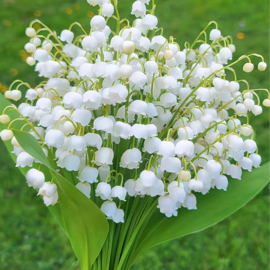 White lily of the valley-Waiting for happiness