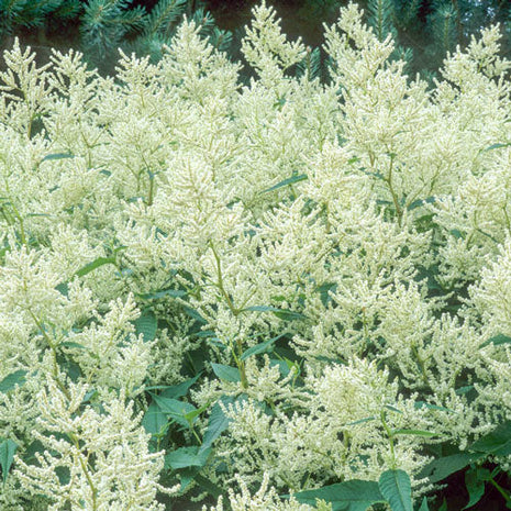 White Fleeceflower
