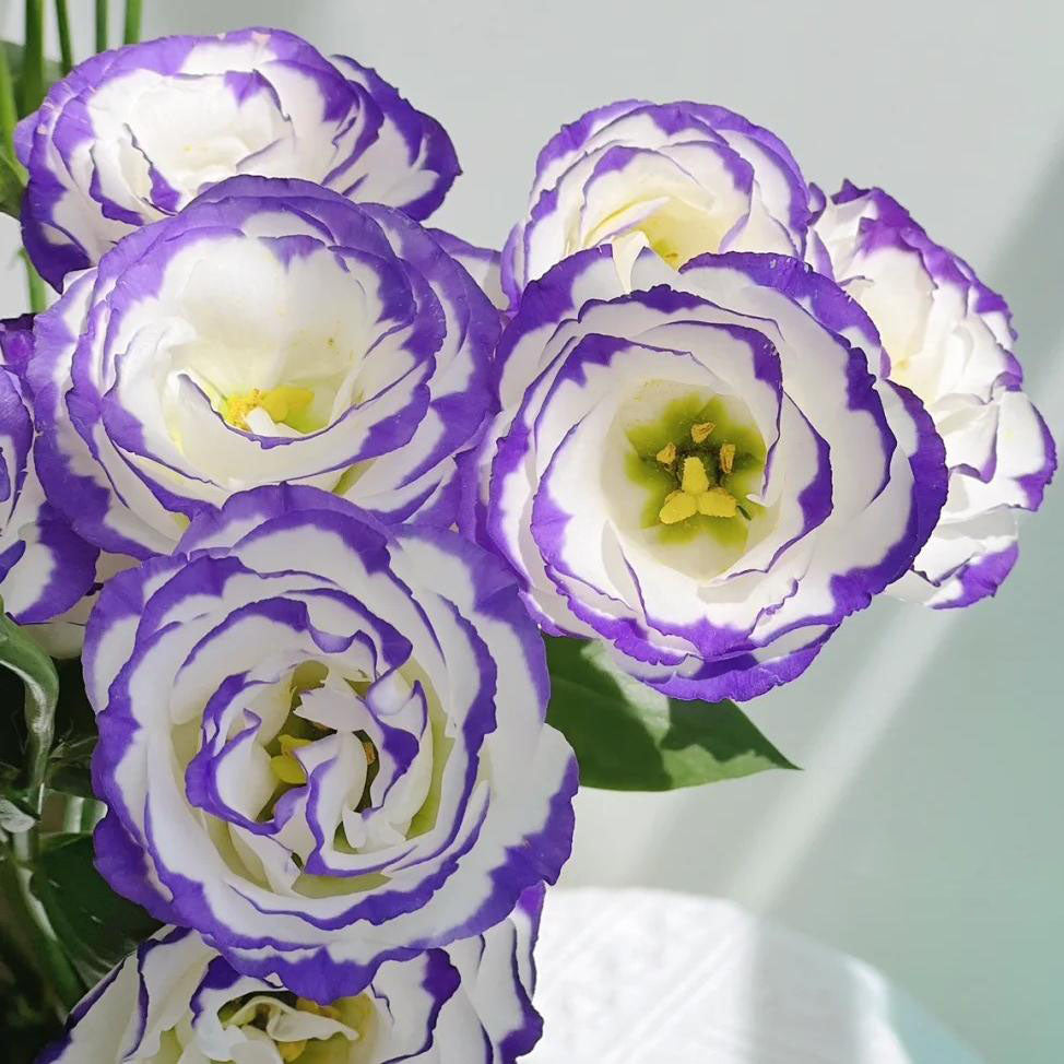 🌺Lisianthus – Sincere Love