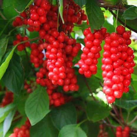 Egrow 50Pcs（100Pcs）/Pack Schisandra Seeds Chinese Magnolia Vine Edible Garden Fruit Tree Seed DIY Plants