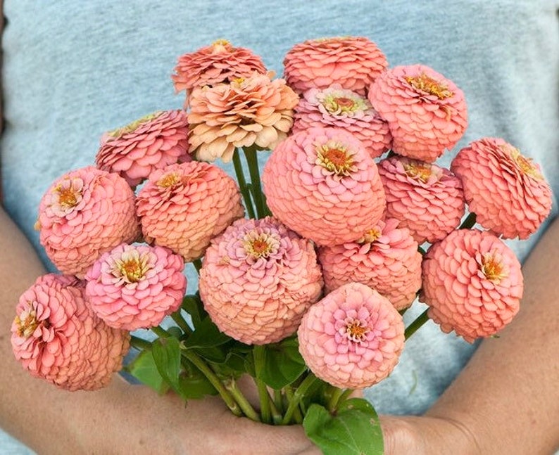 Order 50 seeds lovely Giant Salmon Rose Zinnias Seeds