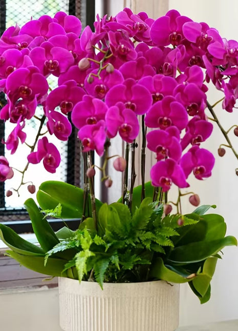 Phalaenopsis Seeds-Queen Of Orchids