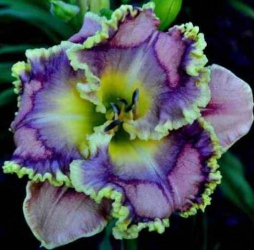 Daylily Hybrid Flowers Seeds, Hemerocallis Hybrid, 20pcs/pack