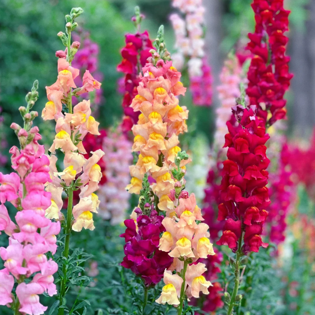 💐Double Snapdragon Mixed Color Seeds