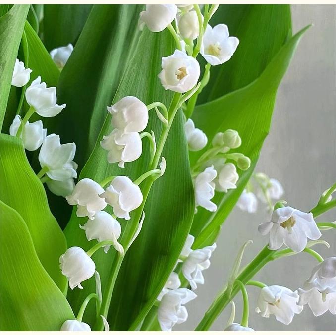 White lily of the valley-Waiting for happiness