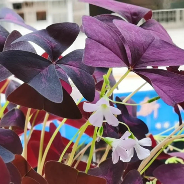 10PCS Oxalis Triangularis Purple Shamrock Good Luck Plant