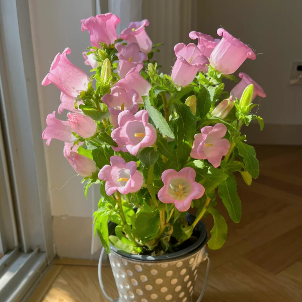🔔Bellflower Seeds—Lucky Flower