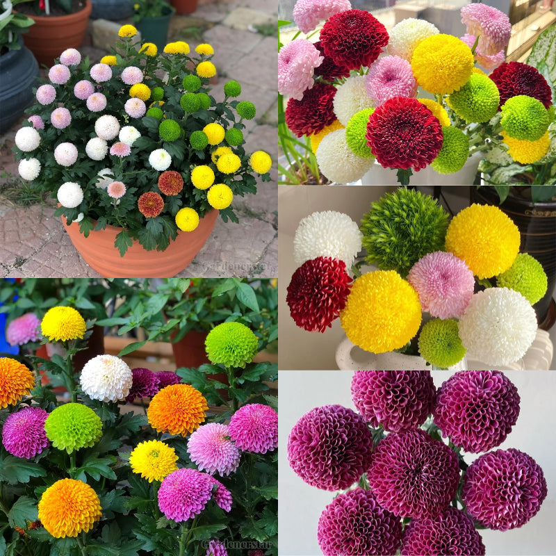 🏵️Colorful Ping Pong Chrysanthemum Seeds