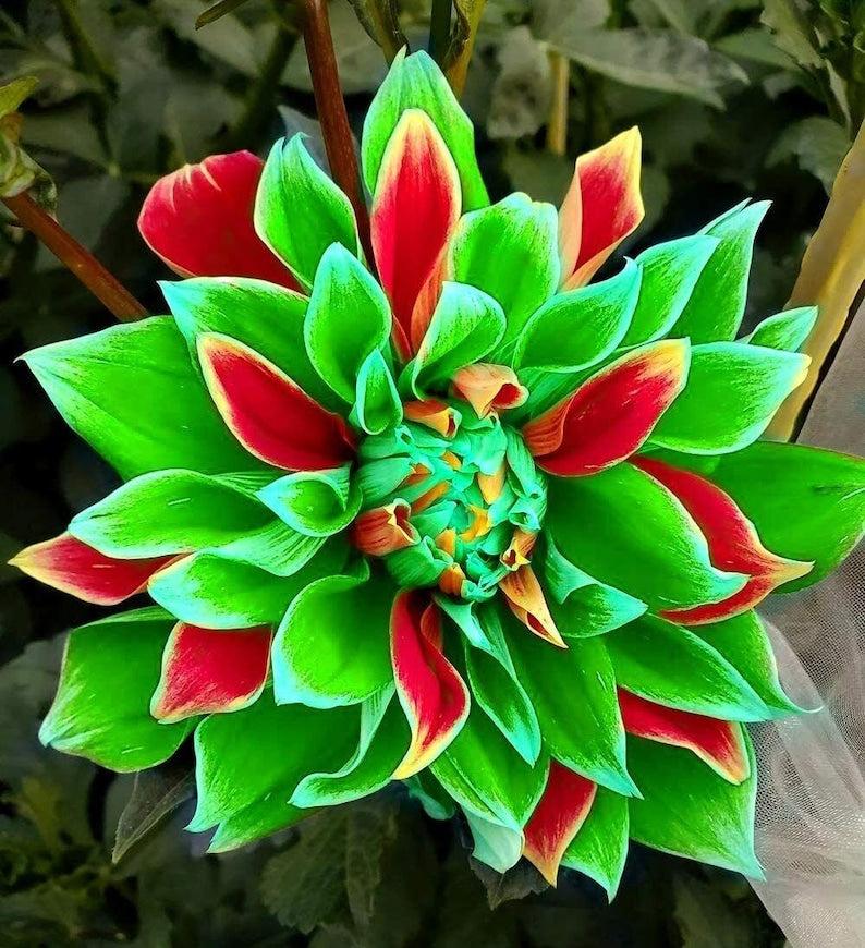 Dahlia Double Mix Rainbow Colour Decorate Your Garden