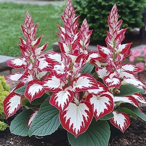 800pcs Red White Hosta Seeds Low Maintenance Hosta Plant Seeds for Planting Perennial Seeds Indoor Outdoor