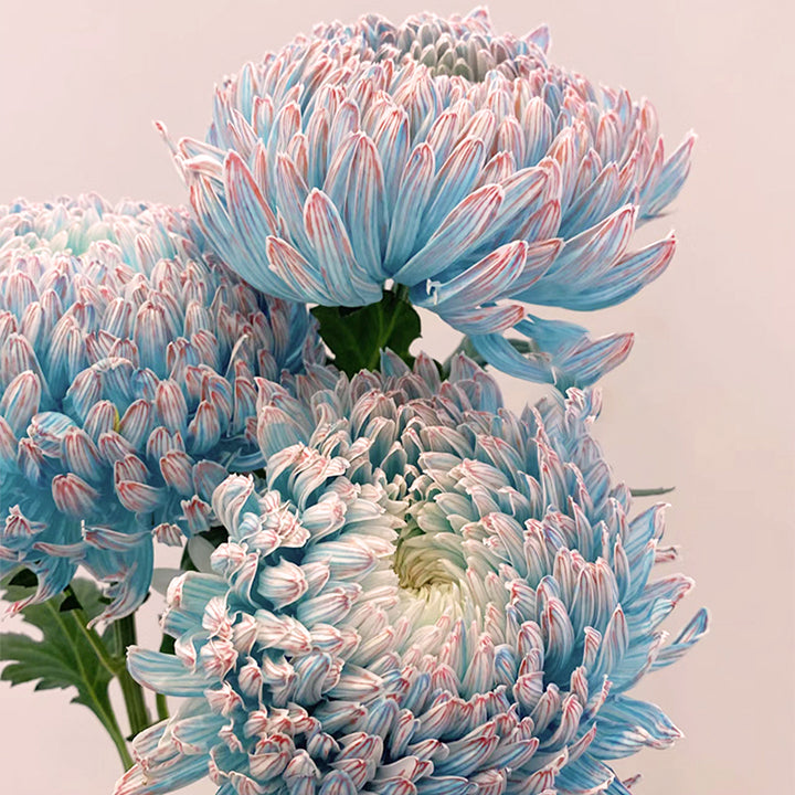Blue Chrysanthemum Seeds, Rare Perennial Flower Plant