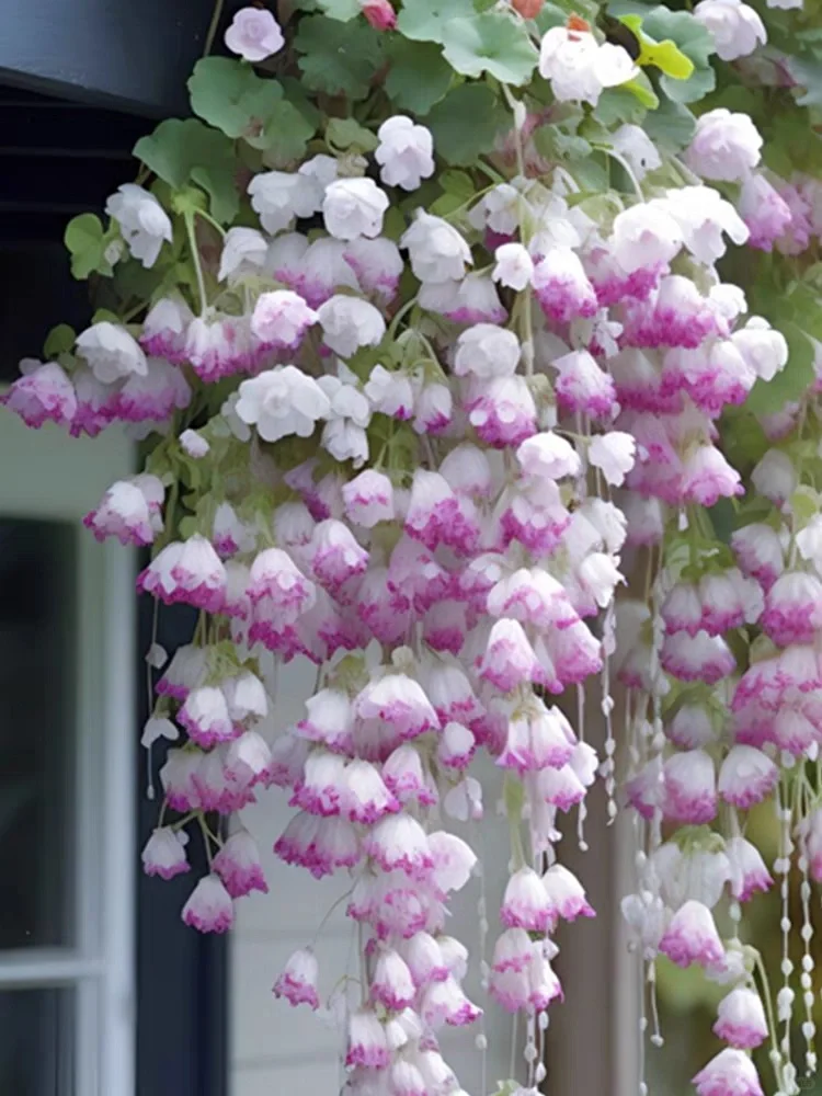 Weeping Begonia (Begonia pendula)