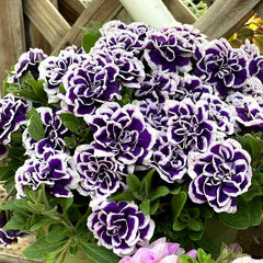 Collection image for: Petunia