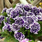 Petunia