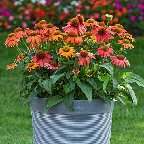 Lakota Red Coneflower
