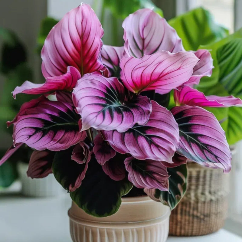 Spectra Leaf Calathea