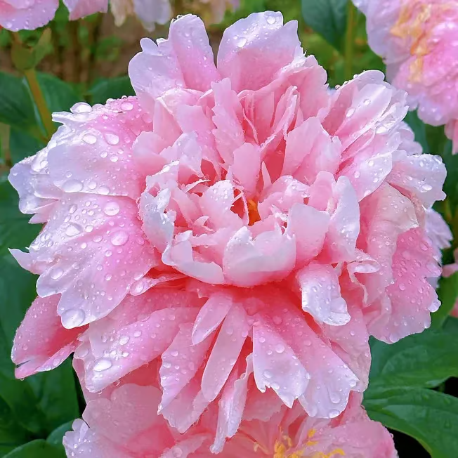 🌺 The Queen of Flowers—Double Petaled Piani