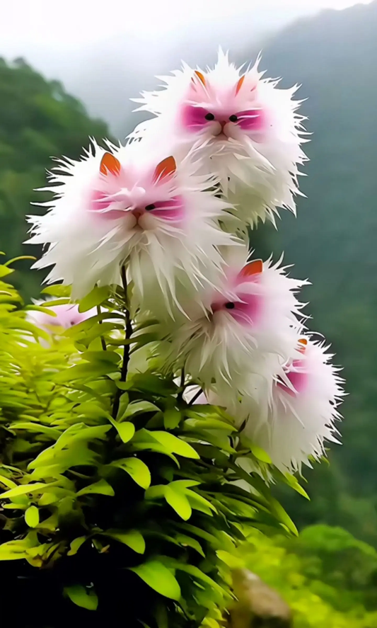 Gorgeous Plants🔥Maine Coon Cat - Flower Seeds-Pink🎉Cat's eye dazzle