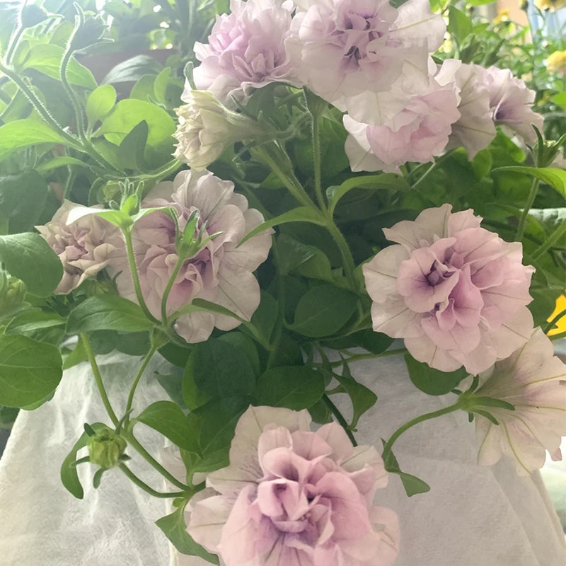 Double Ice Lavender Petunia