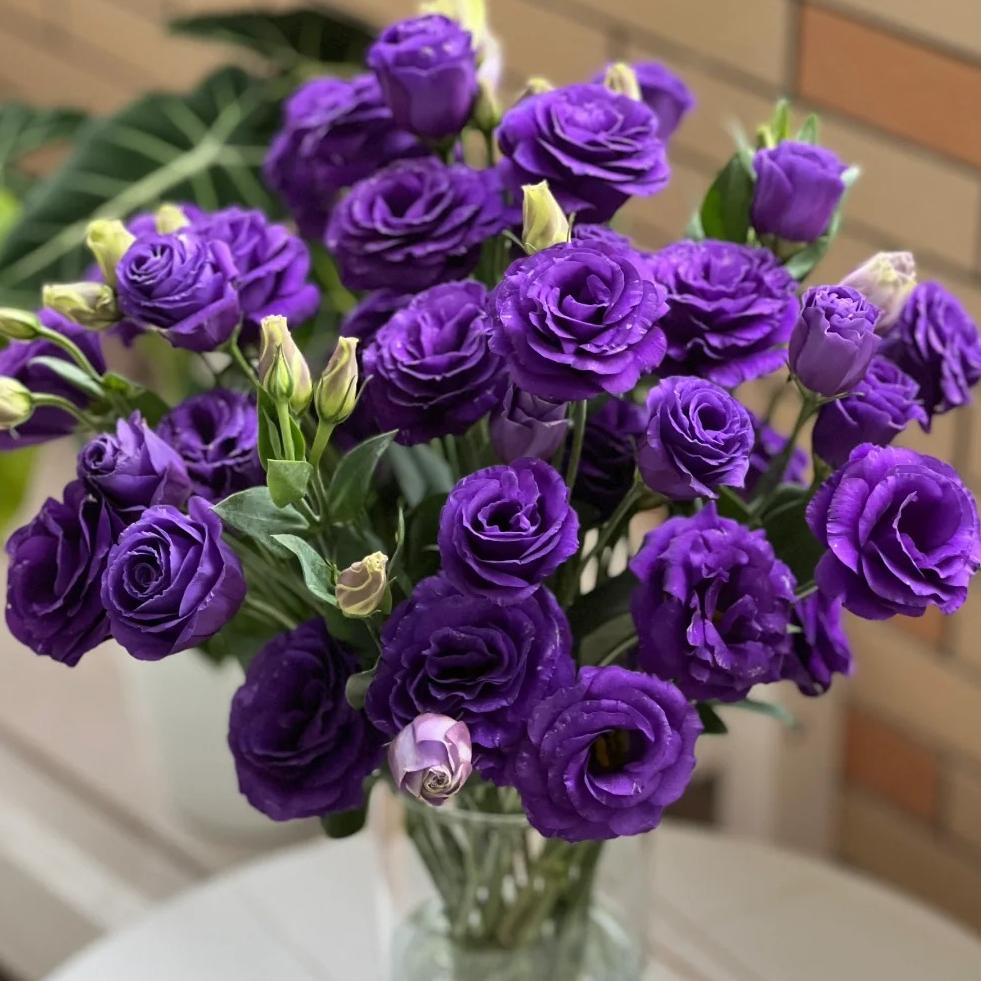 🌺Lisianthus – Sincere Love