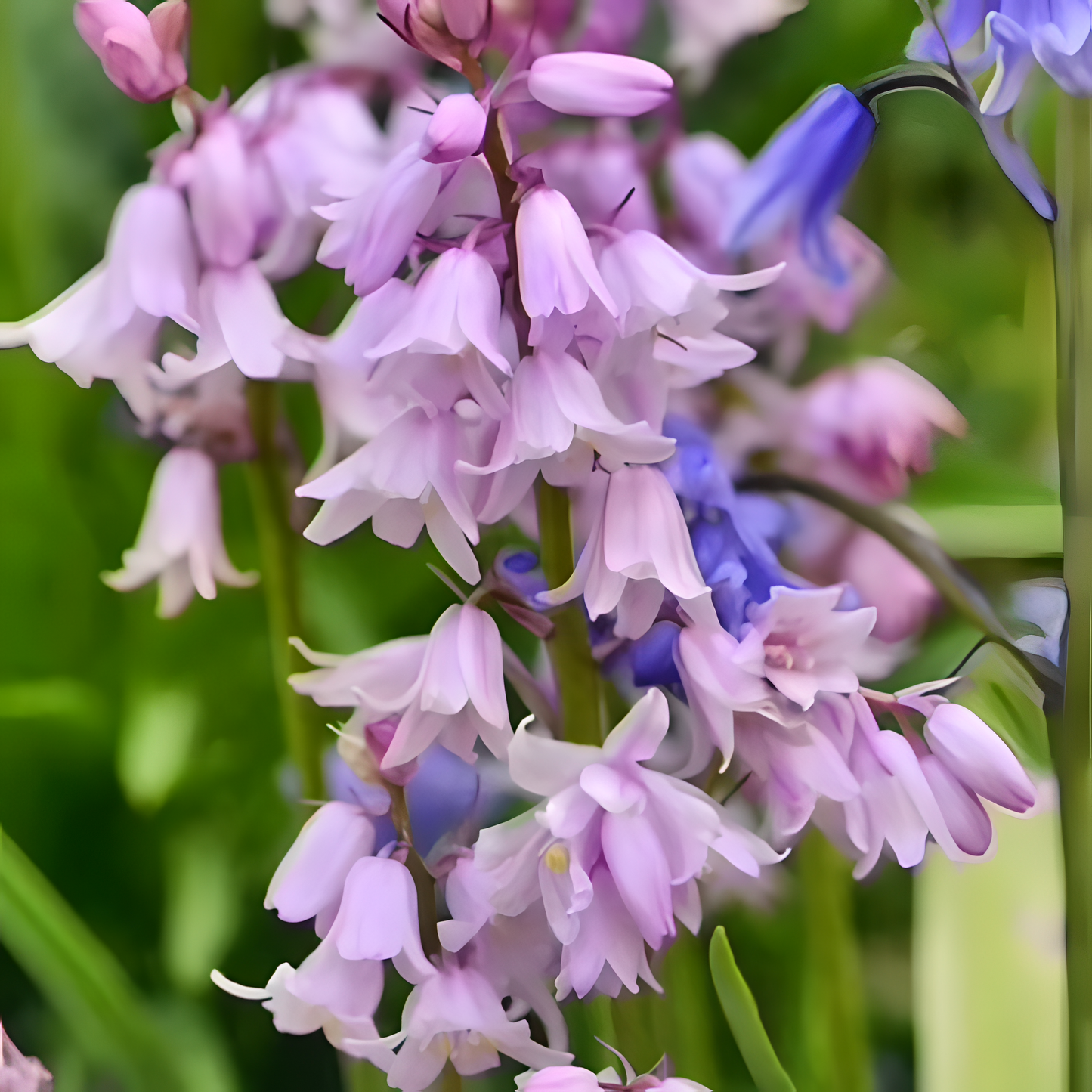 🧚‍♂️🔔Bluebells – The Fairies' Lucky Bells