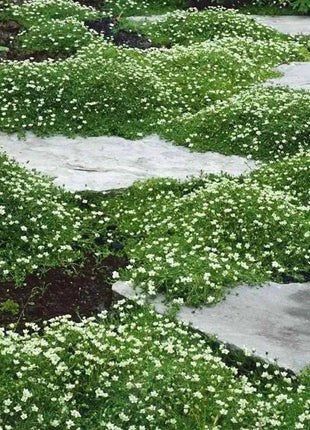Irish Moss Sagina Subulata