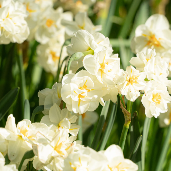 🌺White Purity - Third Generation Daffodils