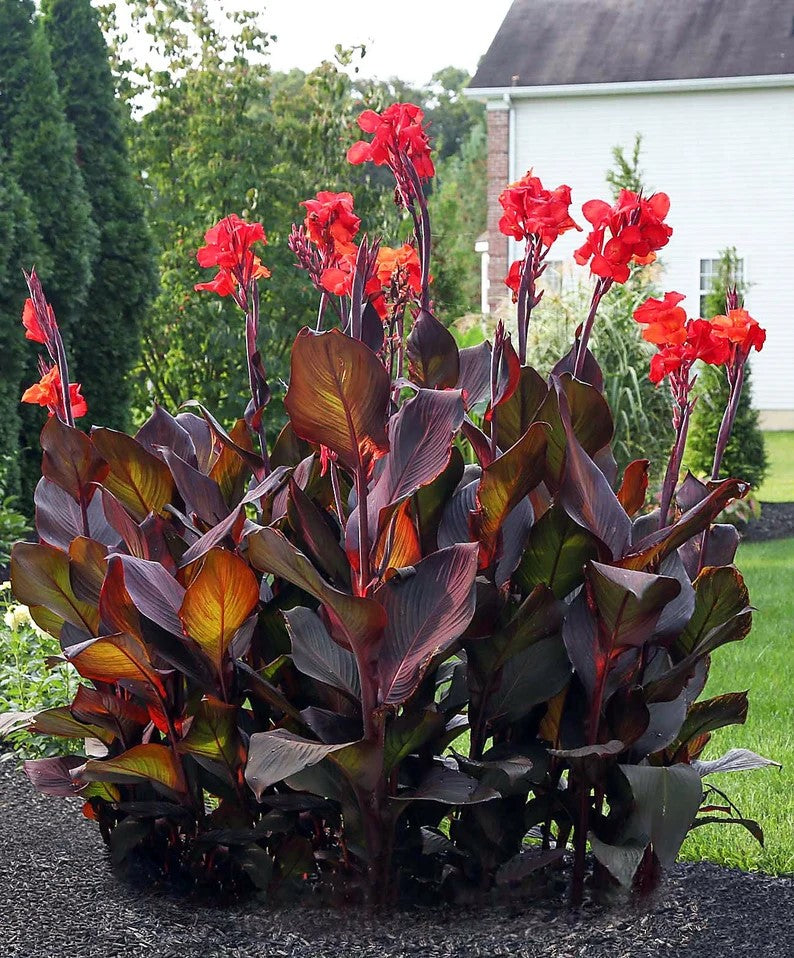 Canna Lily flower seeds, perennial, beautiful bonsai plant