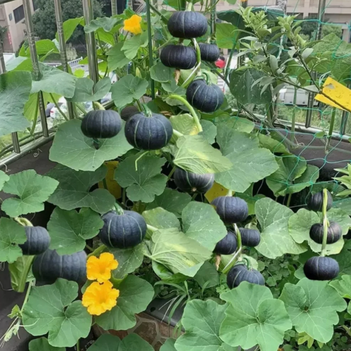 🎃Kabocha Pumpkin Seeds