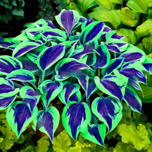 Mixed Hosta Perennials Flower Rare White Lace Lily Seeds