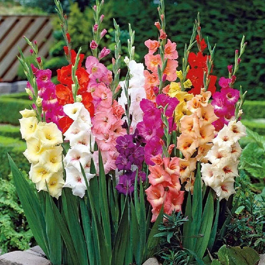 Gladiolus Flower