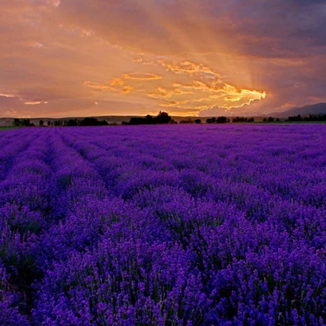200Pcs Provence Lavender Seeds Fragrant Organic Flower Seeds Home Garden Bonsai Plant
