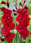 3 Bulbs / Red