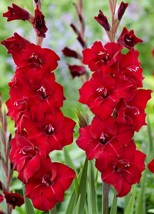 Gladiolus Flower
