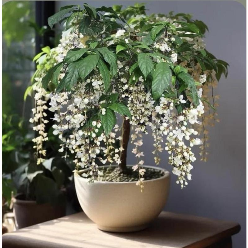 100pcs Hanging Jasmine seeds Four Seasons Blooming Indoor Balcony Bonsai Strong Fragrance Hanging Branch Jasmine Lazy Blooming