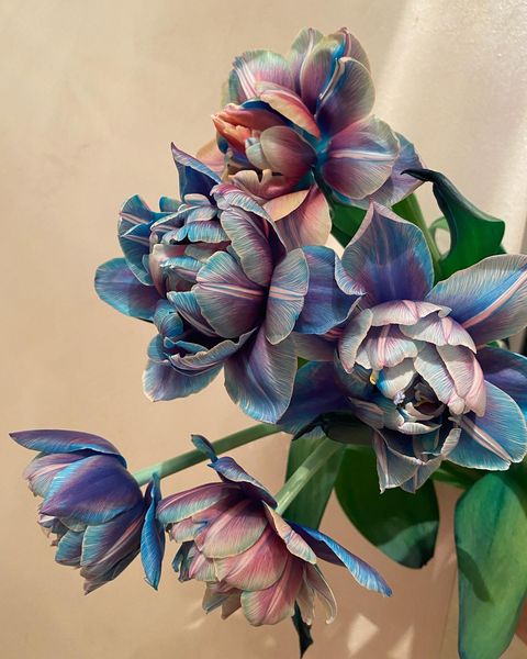 Tulipany Double Bubble