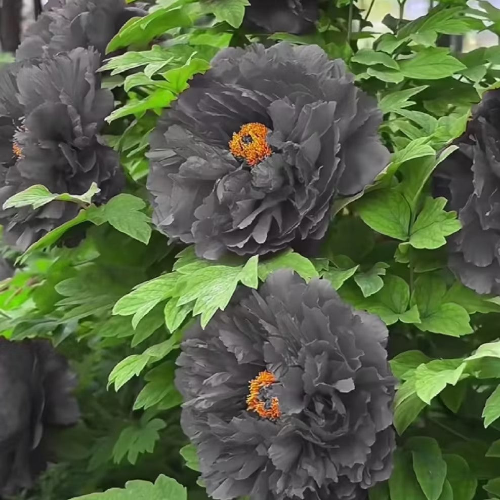 Rare Black Peony Seeds
