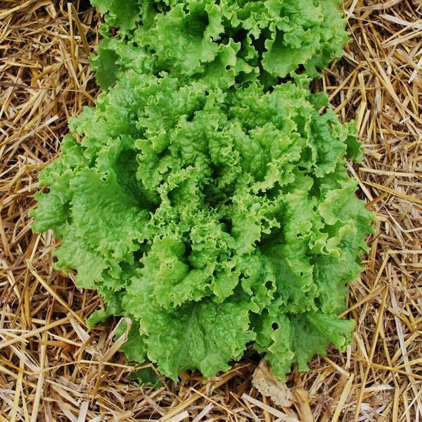 Lettuce Bergam's Green