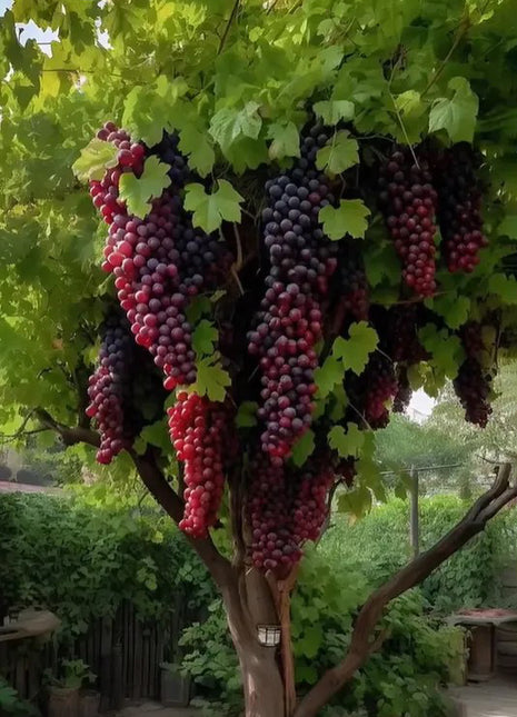 Giant Grape Tree Seeds: Thin-Skinned, Large, and Seedless 🍇🌿