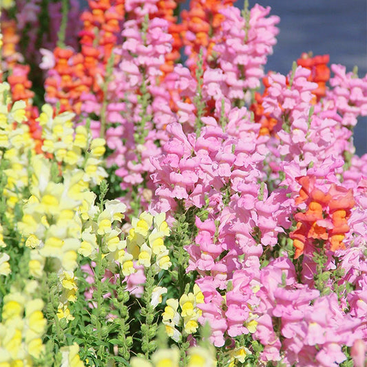 Garden Snapdragon Seeds