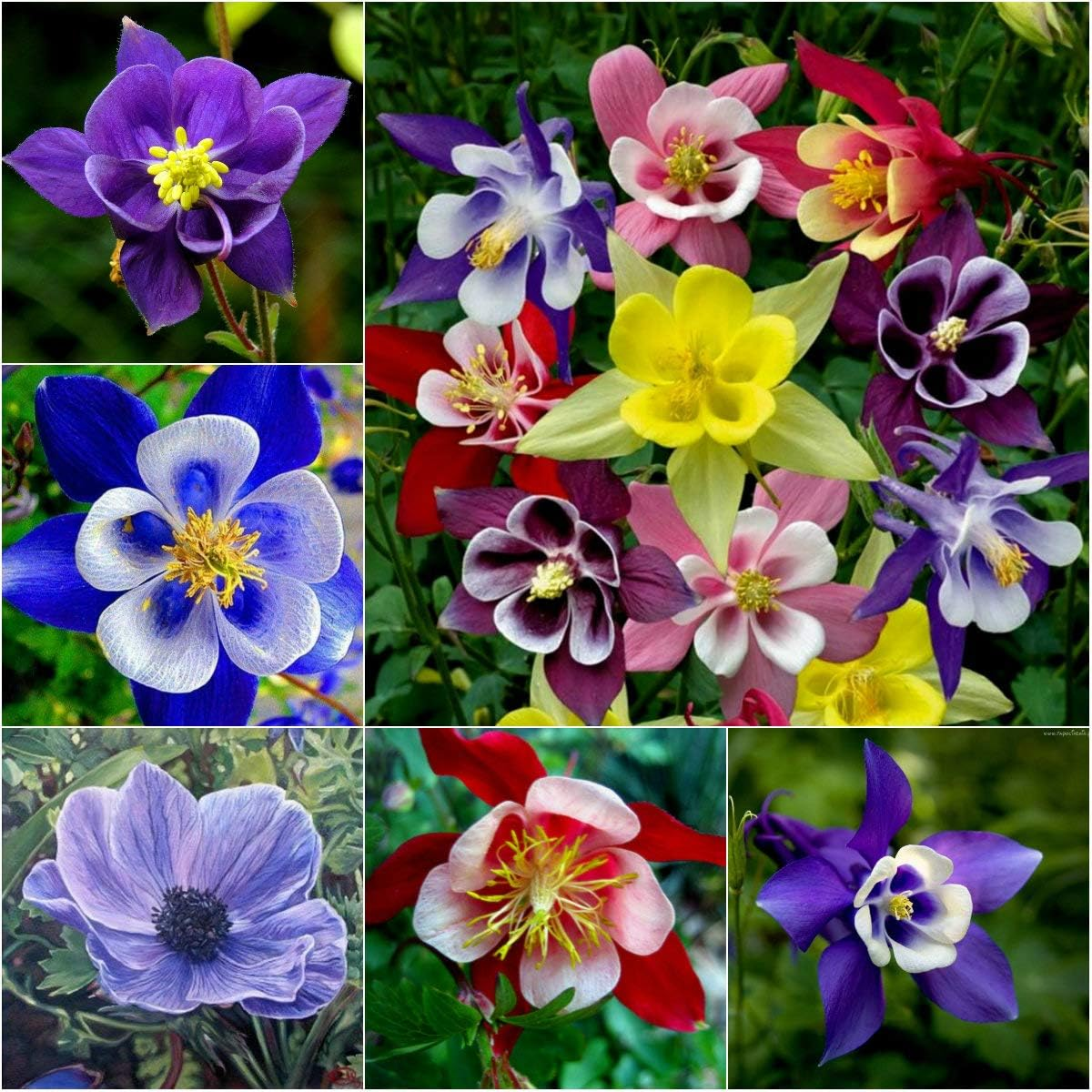 Columbine Seeds - Macana Giant Mix