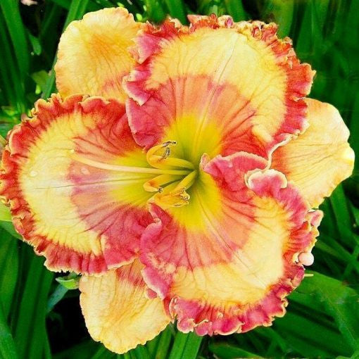 Daylily Hybrid Flowers Seeds, Hemerocallis Hybrid, 20pcs/pack