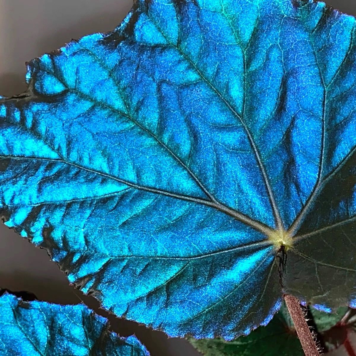 Peacock Begonia - blue begonia