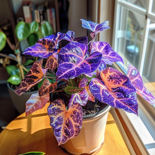 💜Alocasia 'Velvet Amethyst'
