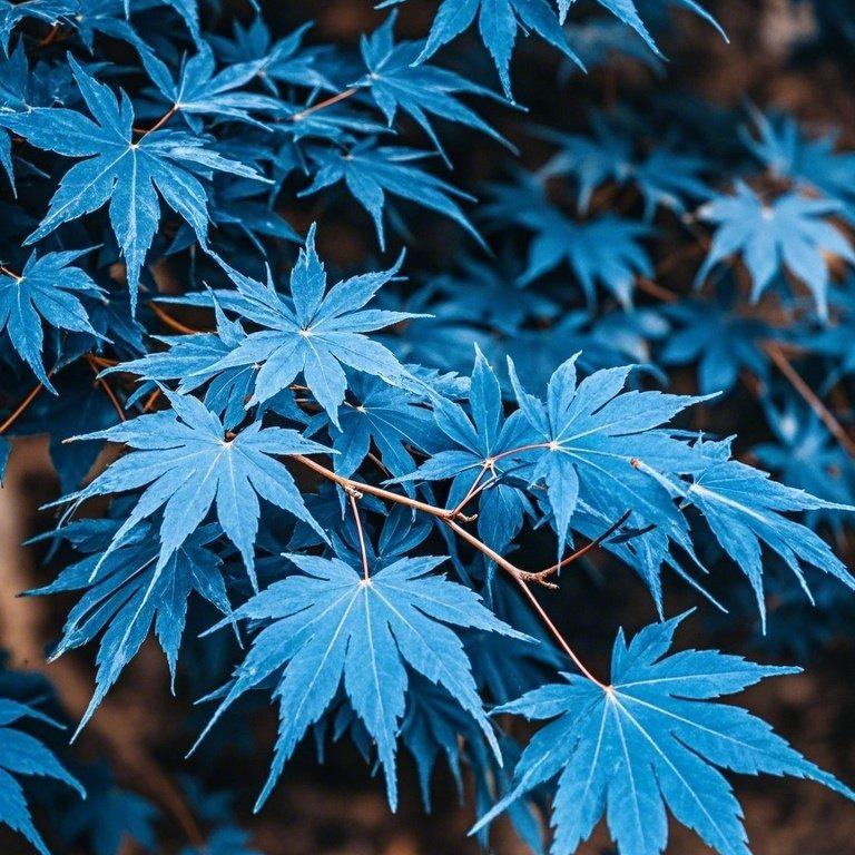 10pcs Rare Blue Japanese Ghost Maple Seeds – Unique Blue-Tinted Foliage for Elegant Bonsai & Gardens