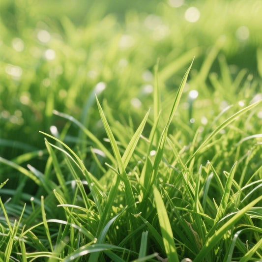 3000pcs Premium Zoysia Grass Seeds – Dense Turf for High-Traffic Areas & Pet-Friendly Lawns