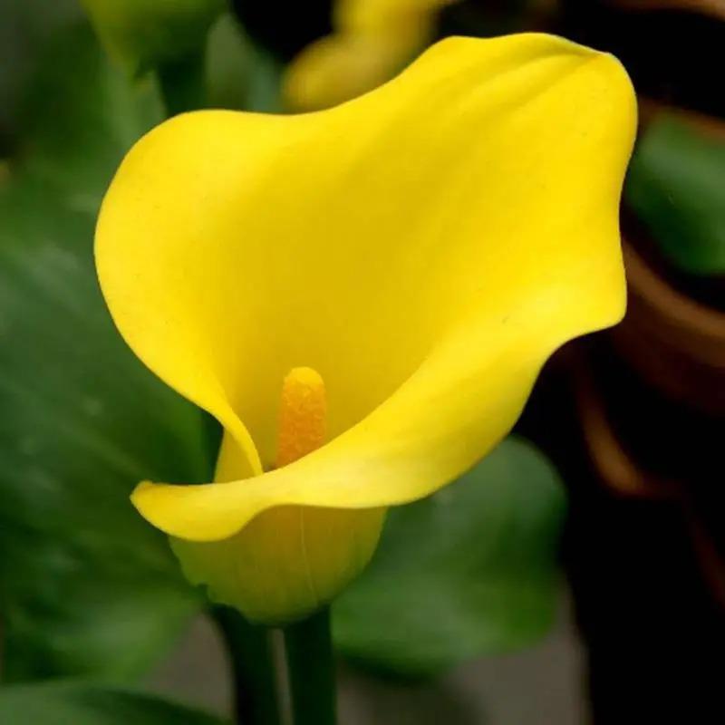 Egrow 50 PCS Calla Lily Seeds Garden Balcony Potted Perennial Flower Seeds Bonsai Ivy Flowers