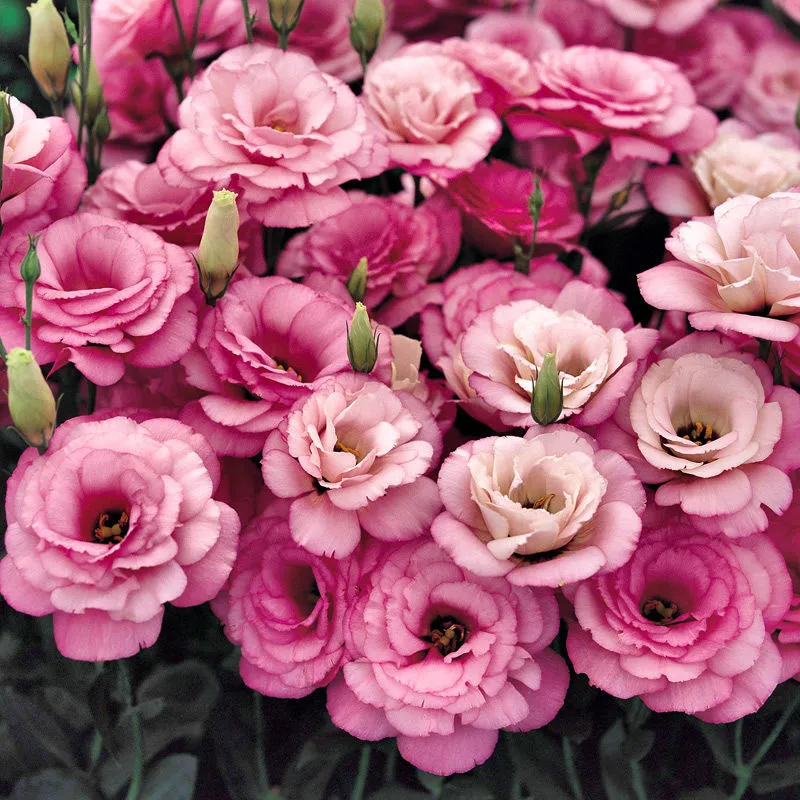 💐Lisianthus - A Sincere and Immutable Love
