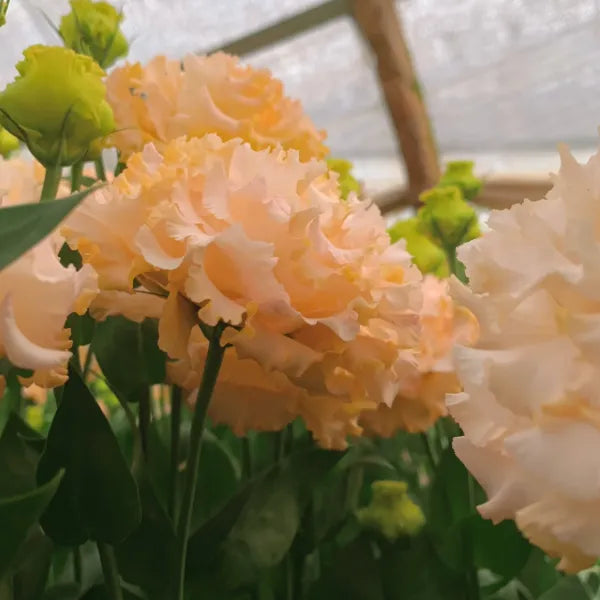 🌺Lisianthus – Sincere Love